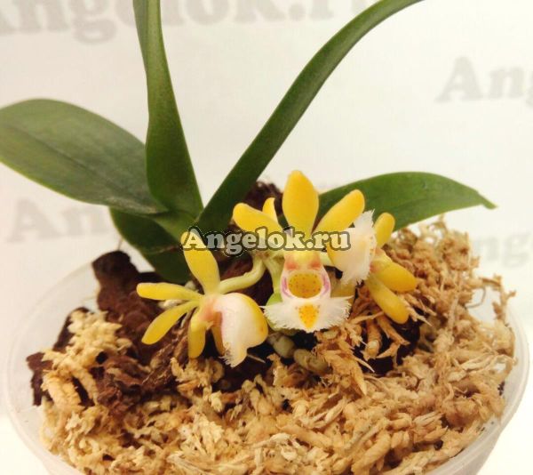 фото Гастрохилус (Gastrochilus obliquus) от магазина магазина орхидей Ангелок