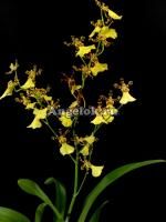 фото Онцидиум (Oncidium Gower Ramsey) от магазина магазина орхидей Ангелок