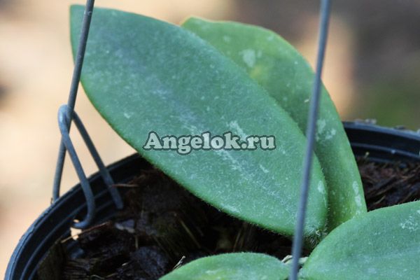 фото Хойя Томсони (Hoya Thomsonii) черенок от магазина магазина орхидей Ангелок