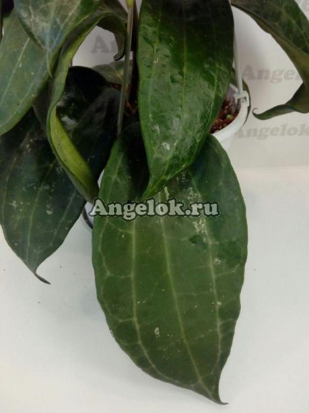 фото Хойя Кландестина (Hoya sp. aff.Clandestina) черенок от магазина магазина орхидей Ангелок