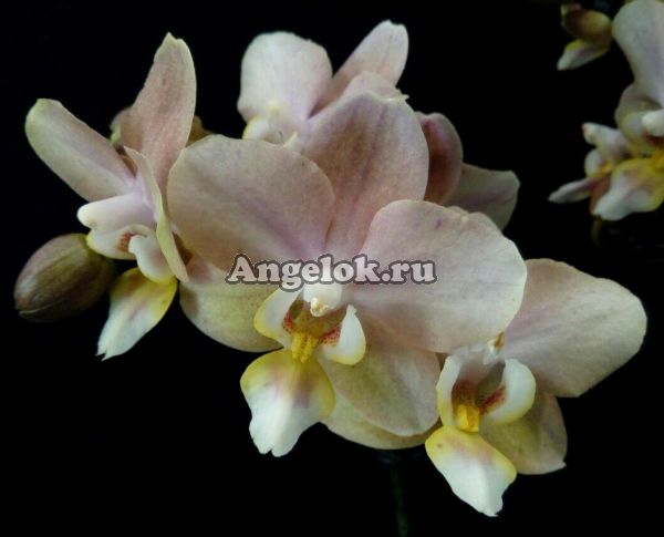 фото Фаленопсис Парфюмерная фабрика (Phalaenopsis Scention) от магазина магазина орхидей Ангелок