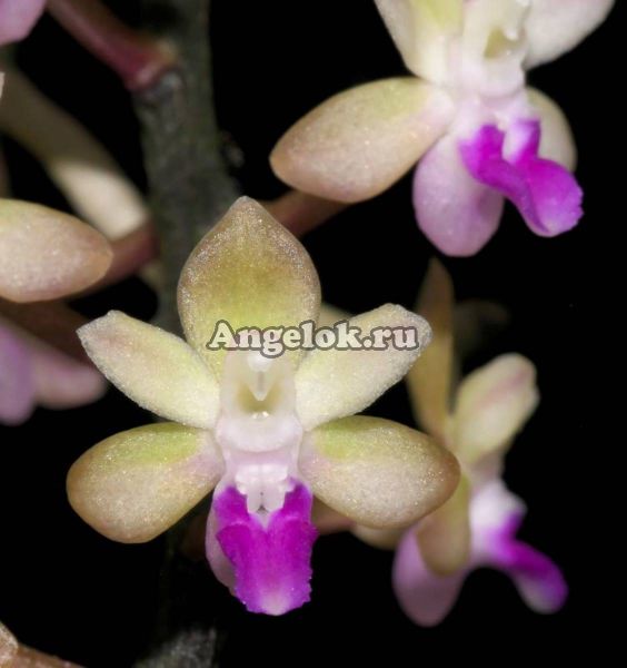 фото Саркоглифис (Sarcoglyphis mirabilis) от магазина магазина орхидей Ангелок