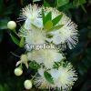 фото Мирт (Myrtus communis) от магазина магазина орхидей Ангелок