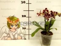 Фаленопсис (Phalaenopsis Brown Sugar)