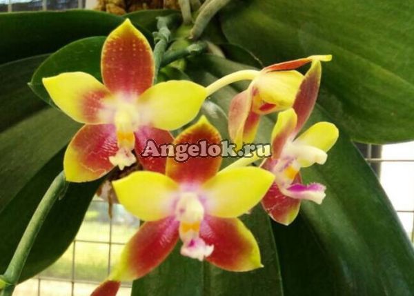 фото Фаленопсис (P.Tying Shin Fly Eagle (MC)) Тайвань от магазина магазина орхидей Ангелок