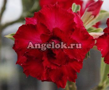 фото Адениум (Adenium obesum Giant red king) от магазина магазина орхидей Ангелок
