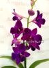 фото Дендробиум фаленопсис (Dendrobium Purple Happiness) от магазина магазина орхидей Ангелок