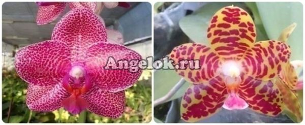 фото Фаленопсис (P. Mituo Sun ' Mituo#2 ' x P. Pylo's Mosaic) Тайвань от магазина магазина орхидей Ангелок