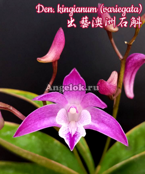 фото Дендробиум Кинга пестролистный (Den. kingianum variegata) от магазина магазина орхидей Ангелок