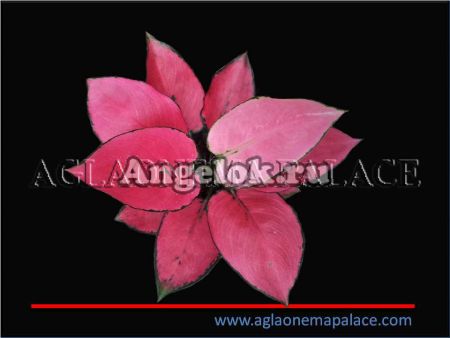 фото Аглаонема (Aglaonema Kum Fah) от магазина магазина орхидей Ангелок