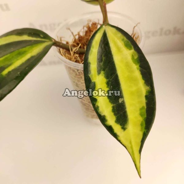 фото Хойя крупнолистная (Hoya macrophylla 'Pot of Gold') черенок от магазина магазина орхидей Ангелок