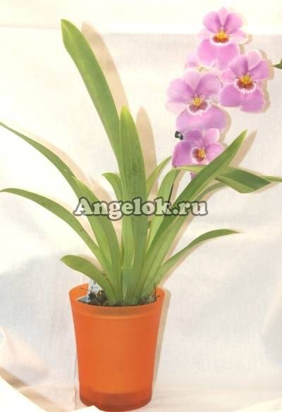 фото Мильтония (Miltonia Tokimeki) от магазина магазина орхидей Ангелок