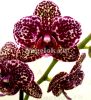 фото Фаленопсис Дикий кот (Phalaenopsis Lioulin Wild Cat) от магазина магазина орхидей Ангелок