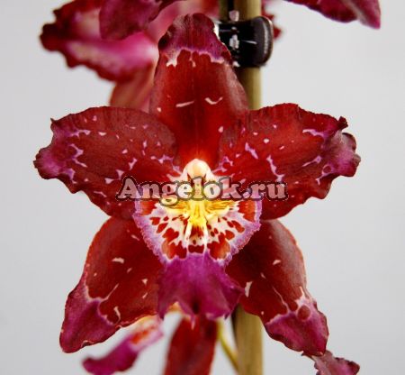 фото Одонтоглоссум (Odontoglossum Purple Rain) от магазина магазина орхидей Ангелок
