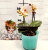 Фаленопсис Парфюмерная фабрика (Phalaenopsis Scention)
