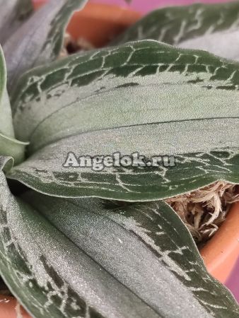 фото Аспидогина серебристая (Aspidogyne argentea) Тайвань от магазина магазина орхидей Ангелок