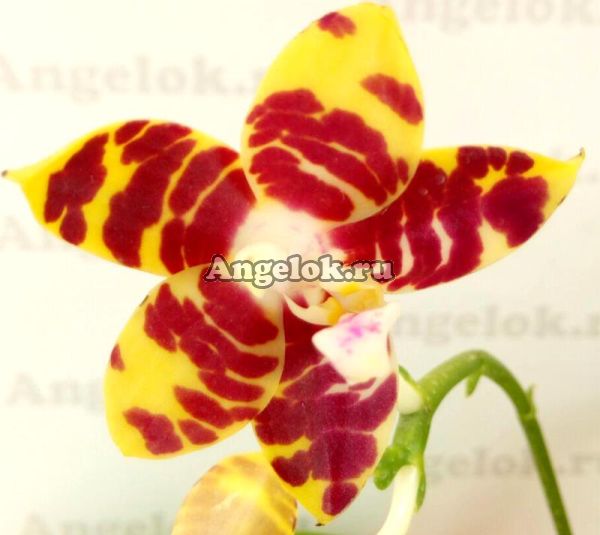 фото Фаленопсис (Phalaenopsis Brother Ambo Passion 'Hsia#49) Тайвань от магазина магазина орхидей Ангелок