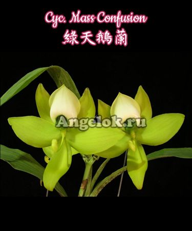 фото Цикнохес (Cycnoches Mass Confusion) от магазина магазина орхидей Ангелок