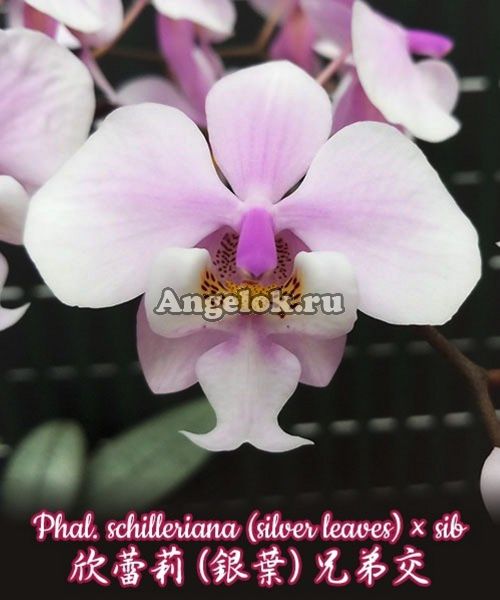 фото Фаленопсис Шиллера детка (Phalaenopsis schilleriana silver leaves × sib) Тайвань от магазина магазина орхидей Ангелок