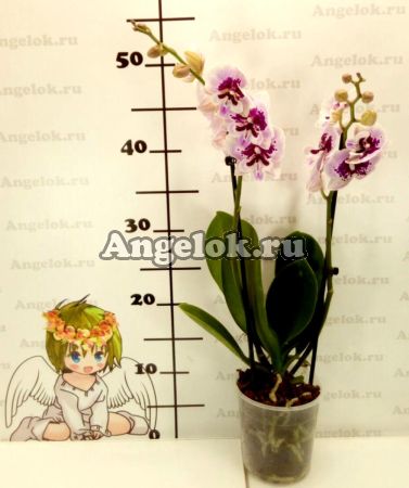 Фаленопсис Биг Лип Аладдин (Phalaenopsis Aladdin)