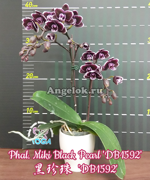 фото Фаленопсис (Phalaenopsis Miki Black Pearl 'DB1592') Тайвань от магазина магазина орхидей Ангелок