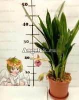фото Кохлеантес (Stenizella Risaralda) от магазина магазина орхидей Ангелок