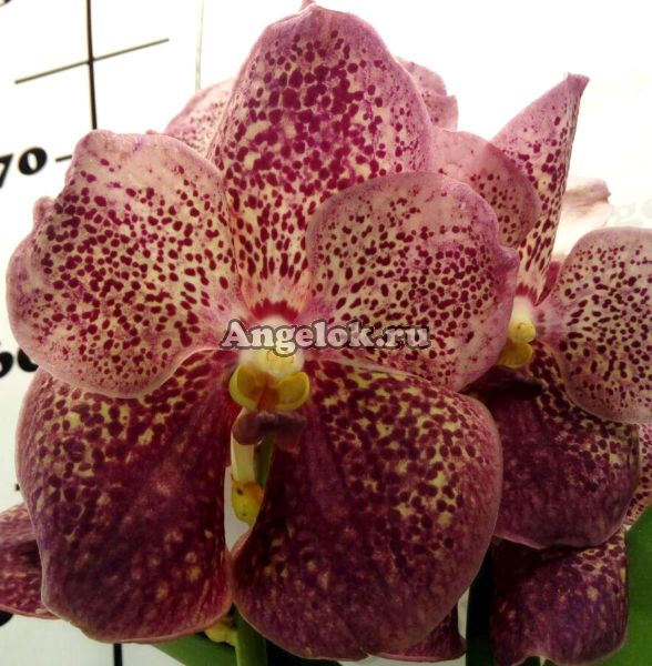 фото Ванда (Vanda Divana pink and mahogany) пятнистая от магазина магазина орхидей Ангелок