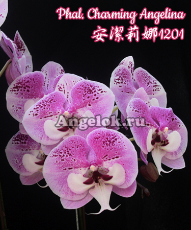 фото Фаленопсис Биг Лип (Phalaenopsis Charming Angelina) Тайвань от магазина магазина орхидей Ангелок