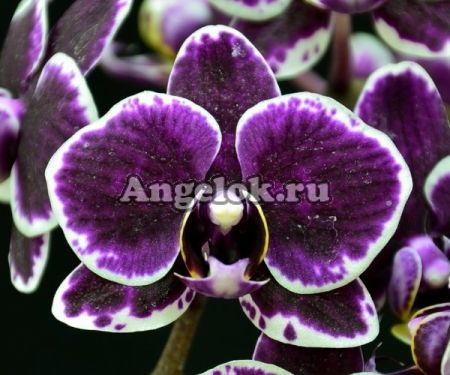 фото Фаленопсис (Phalaenopsis Formosa Cranberry 'TKF1') Тайвань от магазина магазина орхидей Ангелок