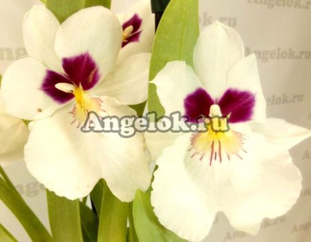 фото Мильтония (Miltoniopsis Herralexandre) от магазина магазина орхидей Ангелок