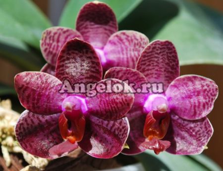 фото Фаленопсис (P.I Shin Sport Eagle) Тайвань от магазина магазина орхидей Ангелок