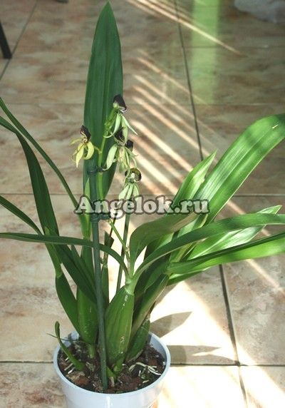 фото Энциклия коклеата (Prosthechea cochleata/ Encyclia cochleata) от магазина магазина орхидей Ангелок