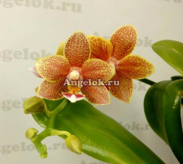 фото Фаленопсис (Phalaenopsis Table Masterpiece) от магазина магазина орхидей Ангелок