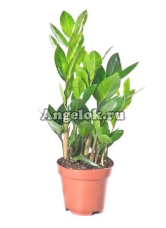 Замиокулькас (Zamiaculcas zamiifolia)