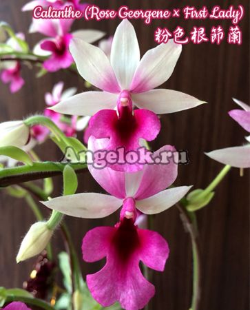фото Каланта розовая (Calanthe Pink) Тайвань от магазина магазина орхидей Ангелок