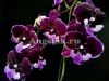 фото Фаленопсис Биг Лип Хот Кисс (Phalaenopsis Hot Kiss) от магазина магазина орхидей Ангелок