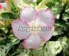 фото Адениум пестролистный (Adenium obesum Bang Yai) от магазина магазина орхидей Ангелок