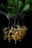 фото Стангопея Йениша (Stanhopea jenischiana) от магазина магазина орхидей Ангелок