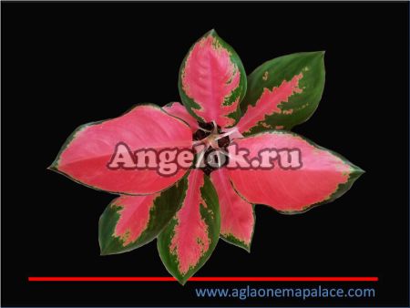 фото Аглаонема (Aglaonema Chang dang) от магазина магазина орхидей Ангелок