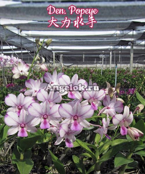 фото Дендробиум (Den. Popeye) Тайвань от магазина магазина орхидей Ангелок