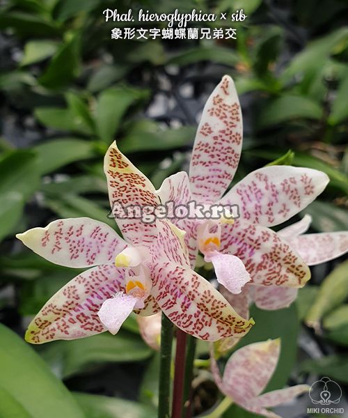фото Фаленопсис Иероглифика (Phalaenopsis hieroglyphica) Тайвань от магазина магазина орхидей Ангелок