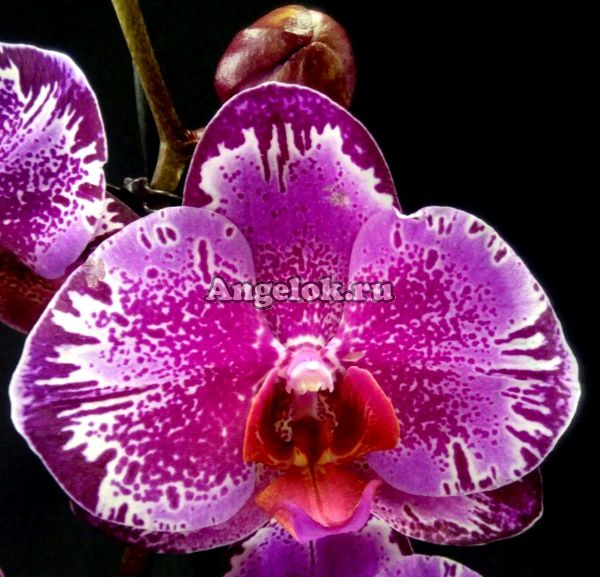 фото Фаленопсис Поттер (Phalaenopsis Potter) от магазина магазина орхидей Ангелок