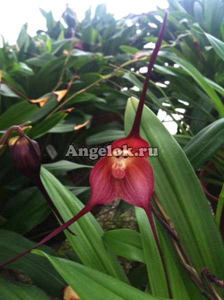 фото Дракула (Dracula gigas red) от магазина магазина орхидей Ангелок
