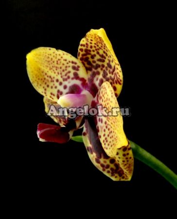 фото Фаленопсис Анаконда (Phalaenopsis Zeng Min Anaconda) от магазина магазина орхидей Ангелок