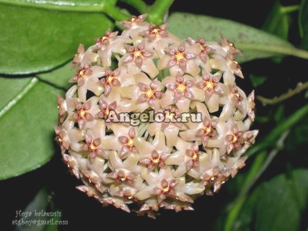 фото Хойя (Hoya Balaensis Splash) черенок от магазина магазина орхидей Ангелок