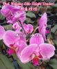 фото Фаленопсис (Phalaenopsis Hsinying Little Knight 'Voodoo') детка от магазина магазина орхидей Ангелок