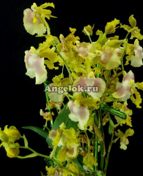 фото Онцидиум (Oncidium Pupukea Sunset) от магазина магазина орхидей Ангелок