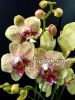 фото Фаленопсис Майя (Phalaenopsis Maya) от магазина магазина орхидей Ангелок