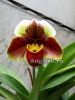 фото Пафиопедилум (Paph.Red Meatloaf × sib) Тайвань от магазина магазина орхидей Ангелок