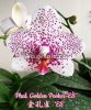фото Фаленопсис (Phalaenopsis Golden Peoker 'ES' ) Тайвань от магазина магазина орхидей Ангелок